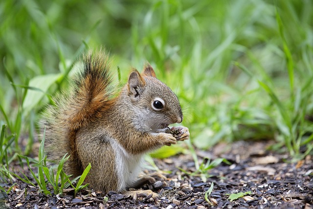 The Secret Lives of Britain’s Wildlife: Red Squirrel vs Grey Squirrel插图14