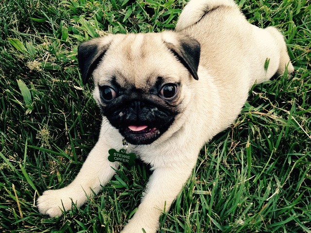 Silver Fawn Pug: Daily Breeding of Pugs Part 2