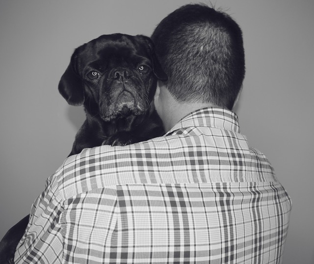 Pug Puppies: Pug Feeding Methods
