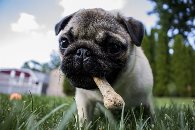 Red Pug: The Pain Behind the Ugly and Cute