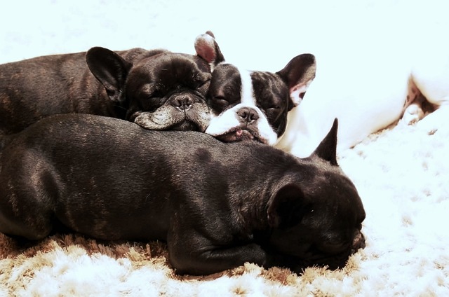 Mini French bulldog bully: Food in Breeding