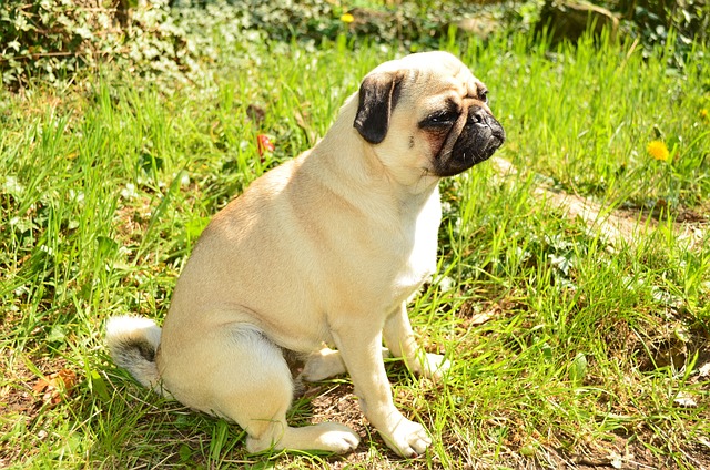 Red pug: How to Feed a Red pug