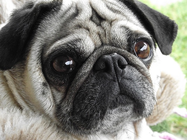 Silver Fawn Pug: Daily Breeding of Pugs Part 2