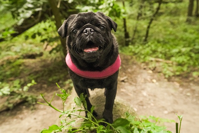 miniature pug
