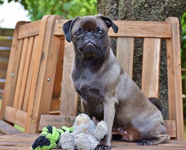 Red Pug: The Pain Behind the Ugly and Cute