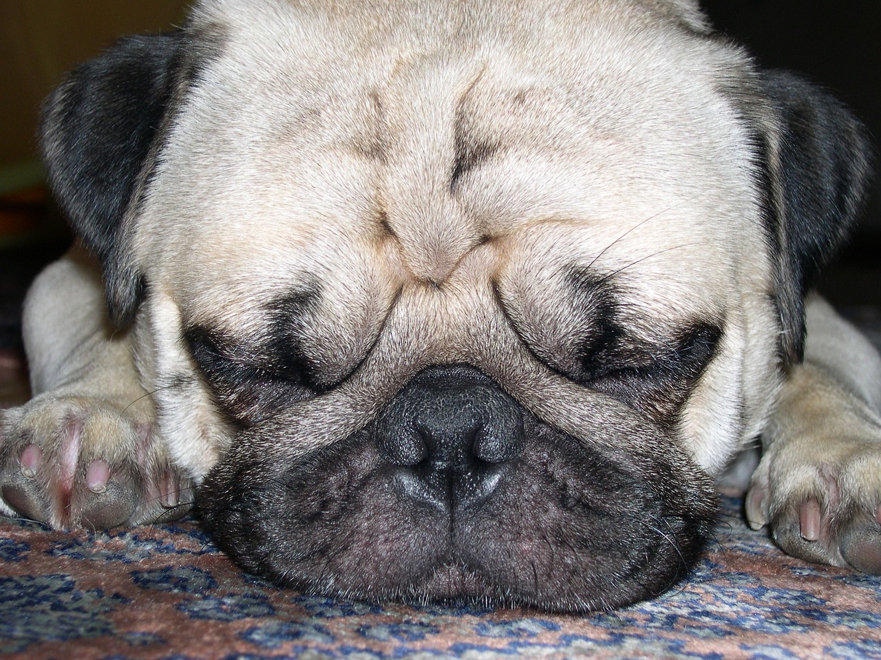 Pug Puppies: Pug Feeding Methods