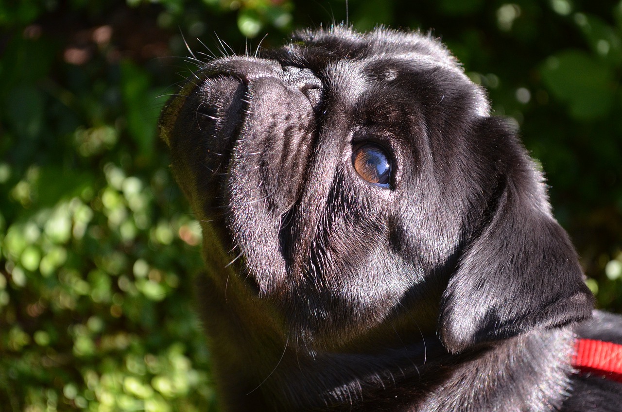 miniature pug