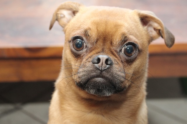 pug dog colours