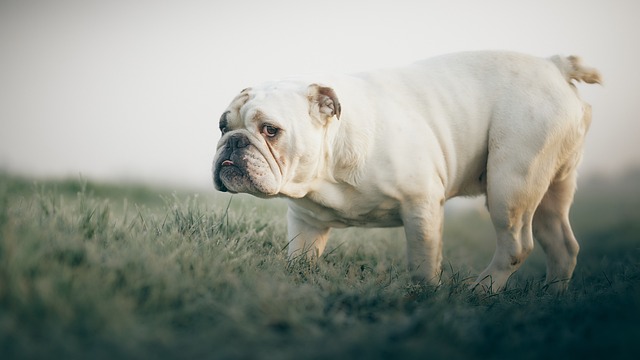 mini english bulldog puppies