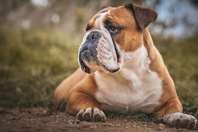 Mini English Bulldog Puppies: Everything You Know About Them