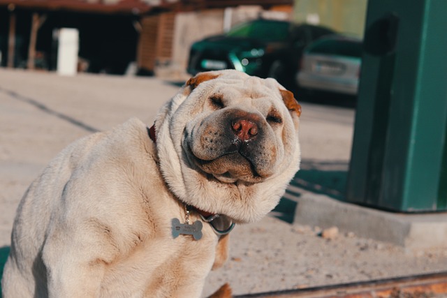 Retro Pug: Breed Differences and Similarities to Beagles Part 1