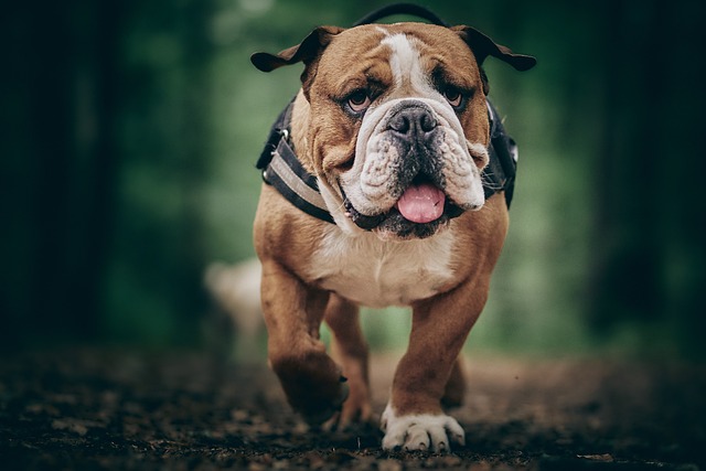 mini english bulldog puppies