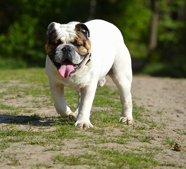 Mini English Bulldog Puppies: A Guide to Breeding