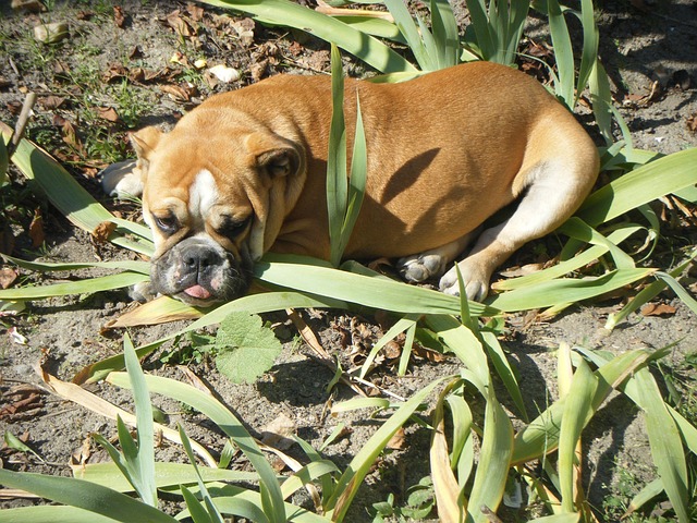 Mini English Bulldog Puppies: A Guide to Breeding