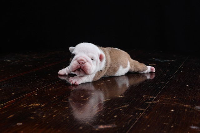 Mini English Bulldog Puppies: A Guide to Breeding