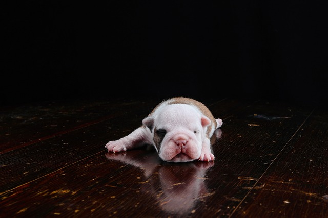 Mini English Bulldog Puppies: Everything You Know About Them