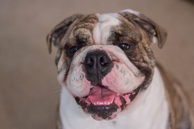 Mini English Bulldog Puppies: Everything You Know About Them