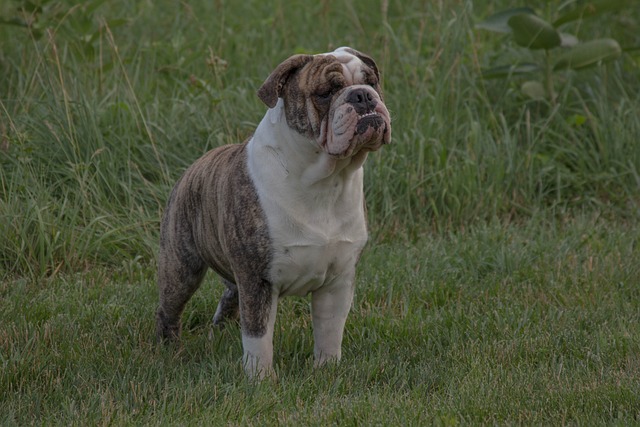 Mini English Bulldog Puppies: A Guide to Breeding