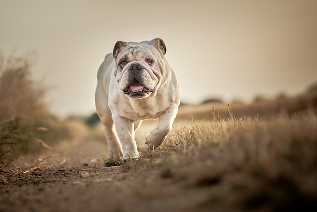 Mini English Bulldog Puppies: Everything You Know About Them
