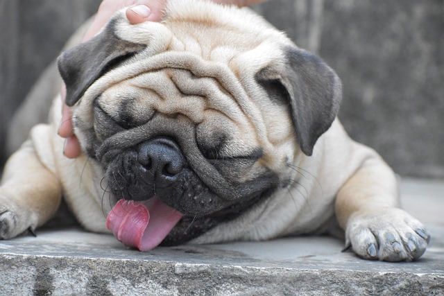 Red Pug: The Pain Behind the Ugly and Cute