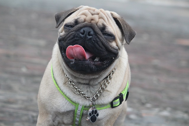 Red Pug: The Pain Behind the Ugly and Cute