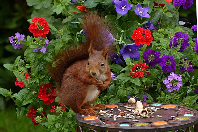 How to Keep Squirrels Out of Garden? The Solution插图9