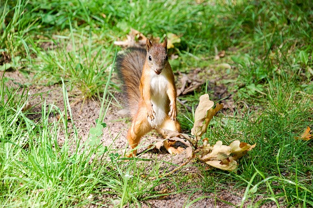 The Secret Lives of Britain’s Wildlife: Red Squirrel vs Grey Squirrel插图5