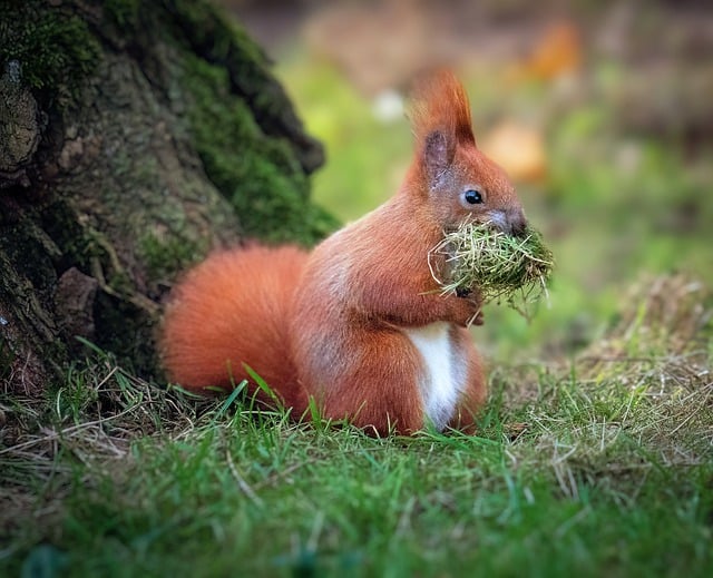 When is the Squirrel Mating Season? Squirrel Breeding插图9