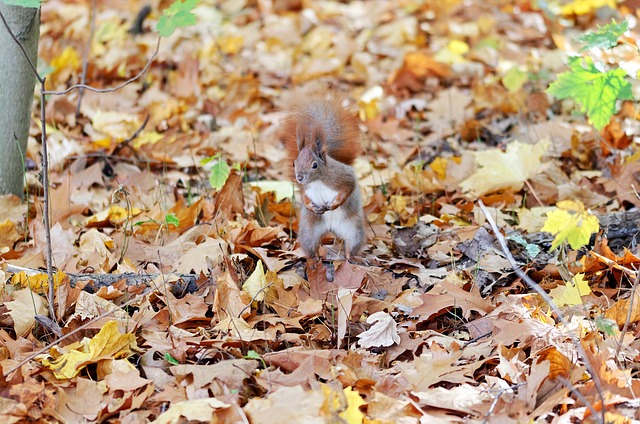 The Secret Lives of Britain’s Wildlife: Red Squirrel vs Grey Squirrel插图15