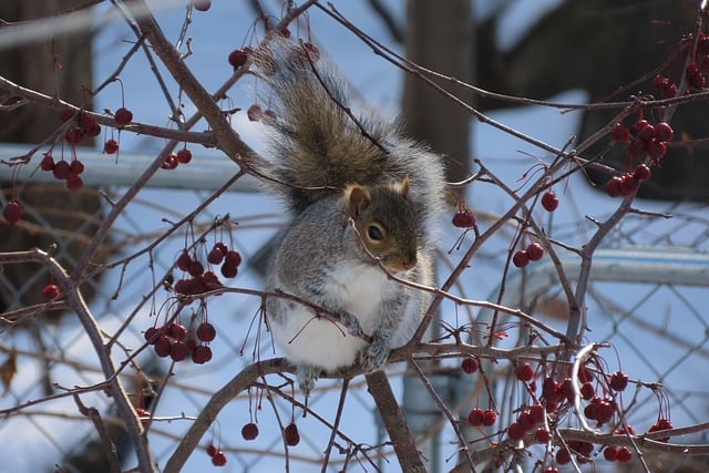 do  squirrels sleep with their eyes open