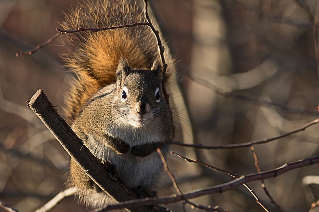 do baby squirrels sleep a lot