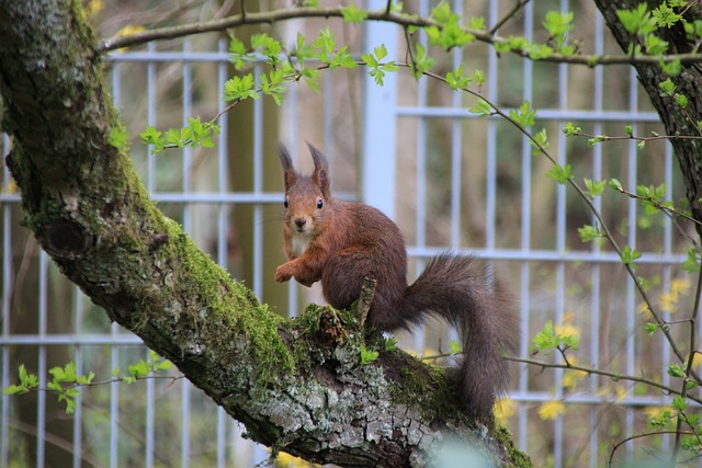 red squirrel