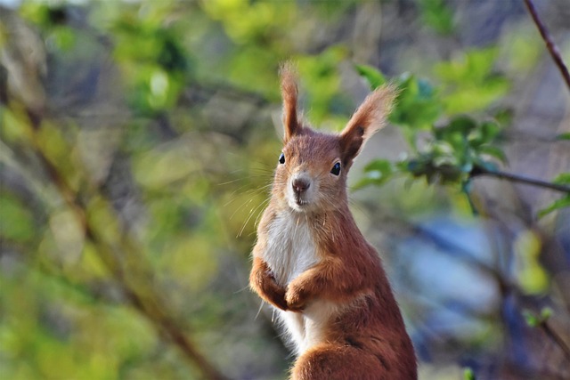 The Secret Lives of Britain’s Wildlife: Red Squirrel vs Grey Squirrel插图12