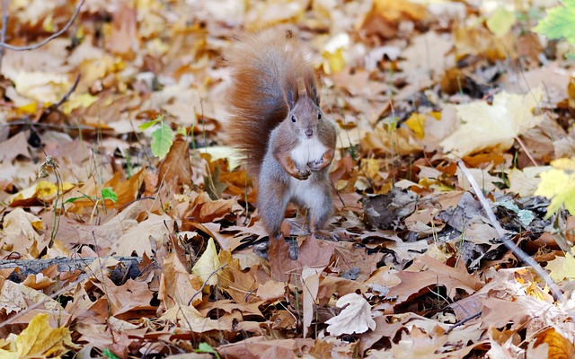 do  squirrels sleep with their eyes open