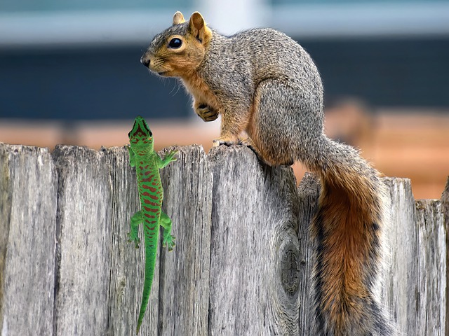 do baby squirrels sleep a lot