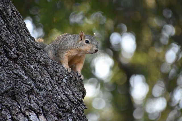 When is the Squirrel Mating Season? Squirrel Breeding插图14