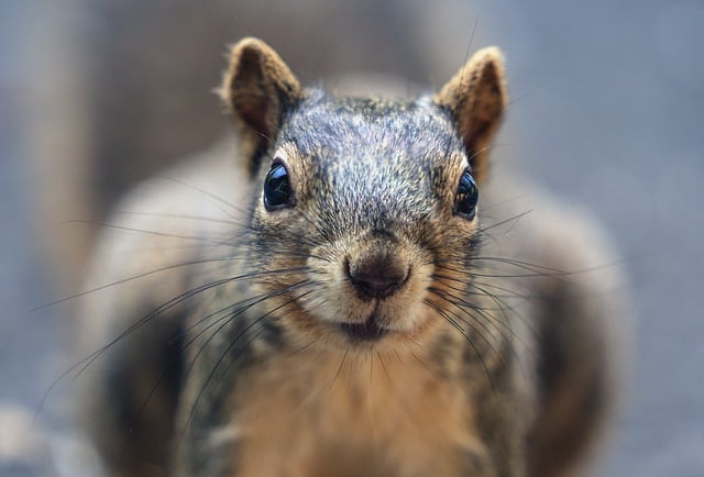 20 Things You May Not Know About Squirrel Rodent Part 2插图5