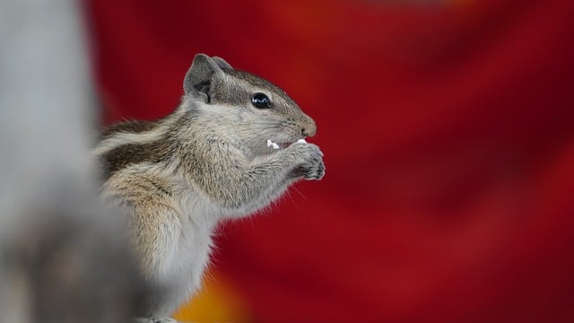 20 Things You May Not Know About Squirrel Rodent Part 1插图8