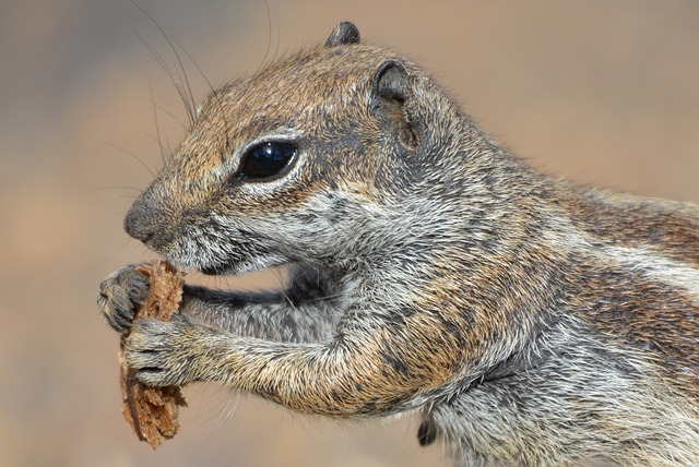 Are chipmunks and squirrels related? Introduction to Chipmunks Part 2插图17