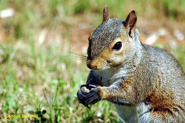 do baby squirrels sleep a lot