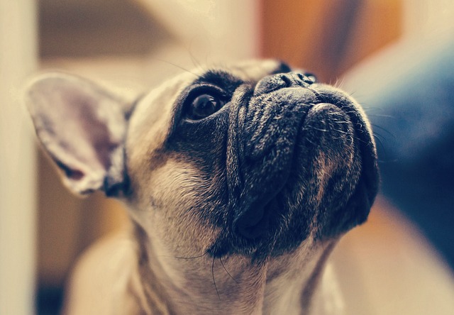 Mini French bulldog bully: Food in Breeding