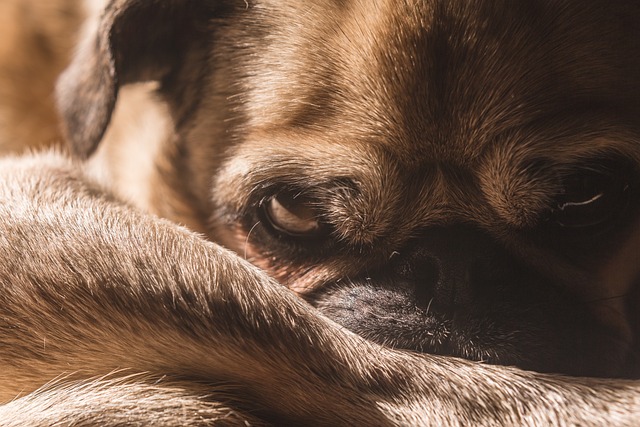 red pug