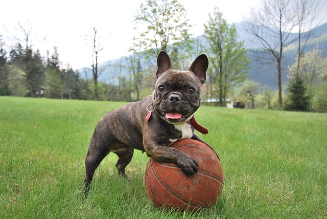 Mini French bulldog bully: Food in Breeding