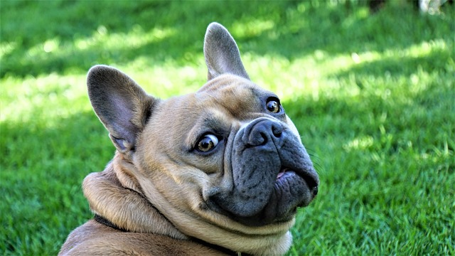 Mini French bulldog bully: Food in Breeding