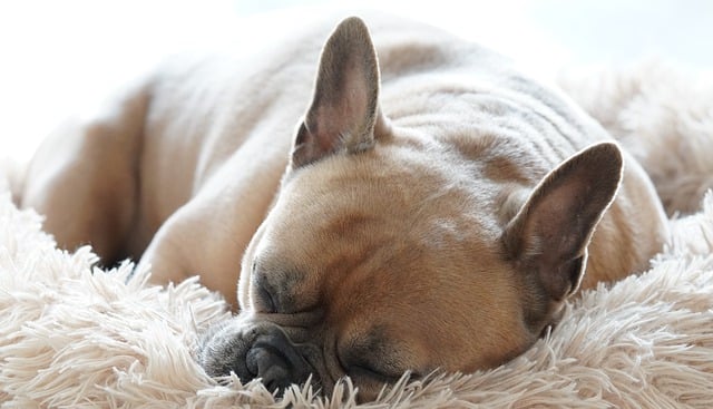 Mini French bulldog bully: Food in Breeding
