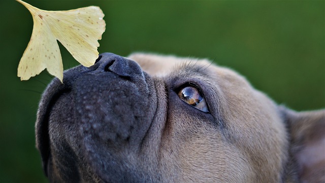 Mini French bulldog bully: Food in Breeding
