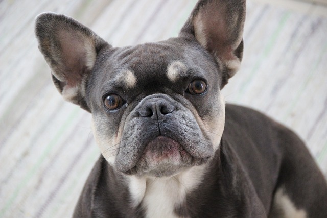 Blue Adult French Bulldog: Aggression
