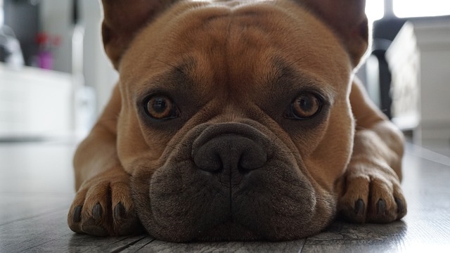 Mini French bulldog bully: Food in Breeding