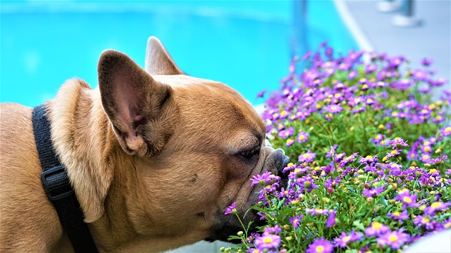 Blue Adult French Bulldog: Aggression