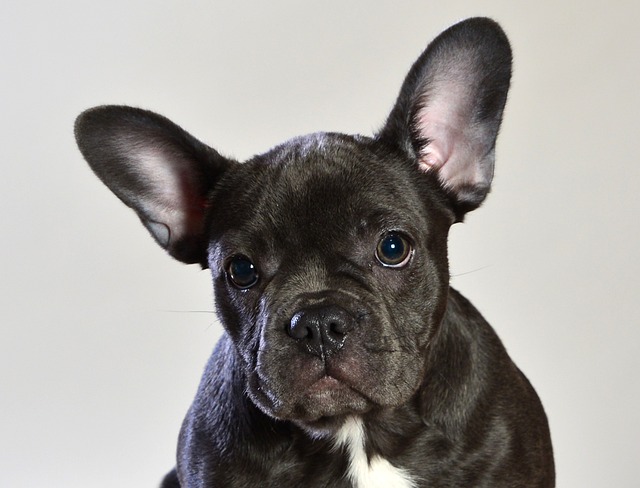 blue adult french bulldog